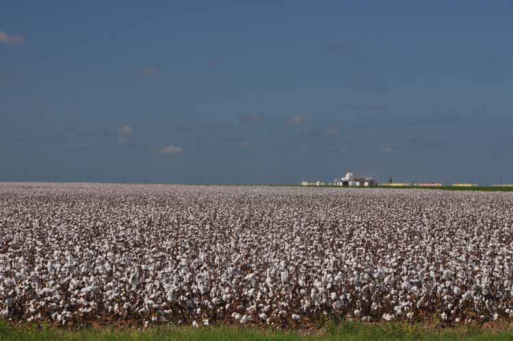 cotton fields